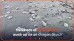 Hundreds of sand dollars wash up on Oregon beach