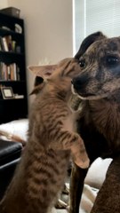 Cat Whispers Secrets to Dog