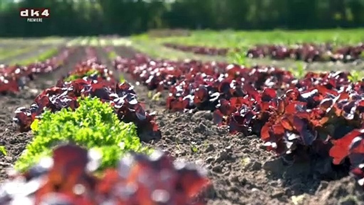 Sommer på Samsø | 2021 | DK4