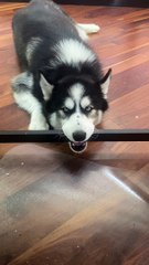 Goofy Husky Derps under Desk