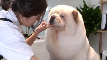 Dünyanın En Pahalı 15 Köpeği - Zenginler Bile Satın Alamaz.