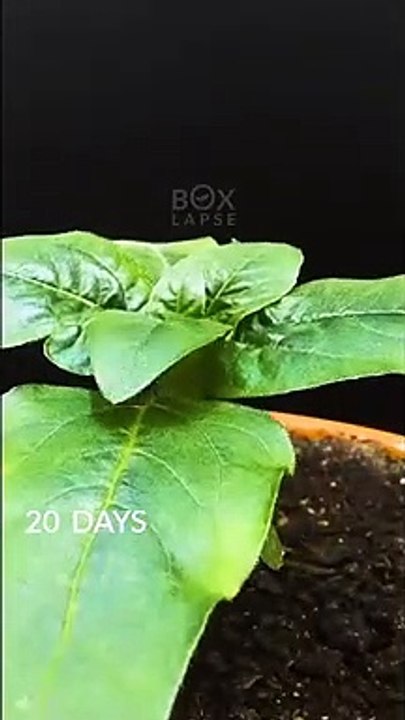 Buto Hanggang Sa Flower