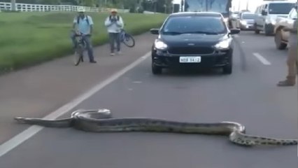 Watch Video: एनाकोंडा को सड़क पार करता देख थम गया ट्रैफिक, लंबाई देख हैरान हुए लोग