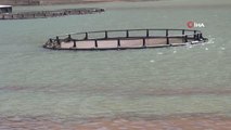 Sarımehmet Barajı'na 260 bin yavru balık bırakıldı