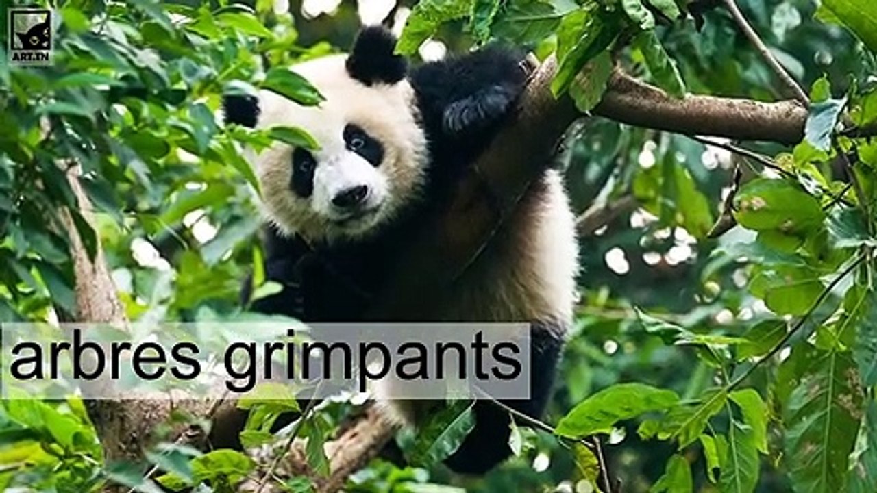 5 faits intéressants sur Giant