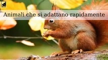 Animali che si stanno rapidamente adattando per sopravvivere in città e nuovi climi