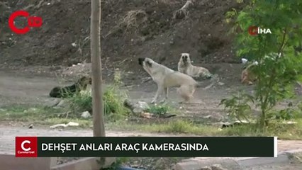 Köpeklerden korkup kaçmak isteyince otomobil çarptı
