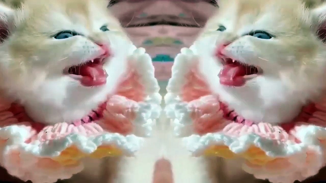Funny Animals - Cute Cats #18 - Animals Video 2021