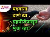 पक्षांना दाणे टाकण्याचे फायदे काय आहेत? What are benefits of giving seeds to Birds? Lokmat Bhakti