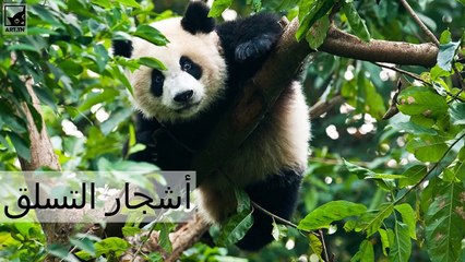 5 حقائق مثيرة للاهتمام حول العملاق