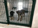 Beykoz'da sokak hayvanlarına özel rehabilitasyon merkezi