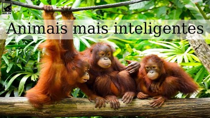 Os 6 animais mais inteligentes do mundo