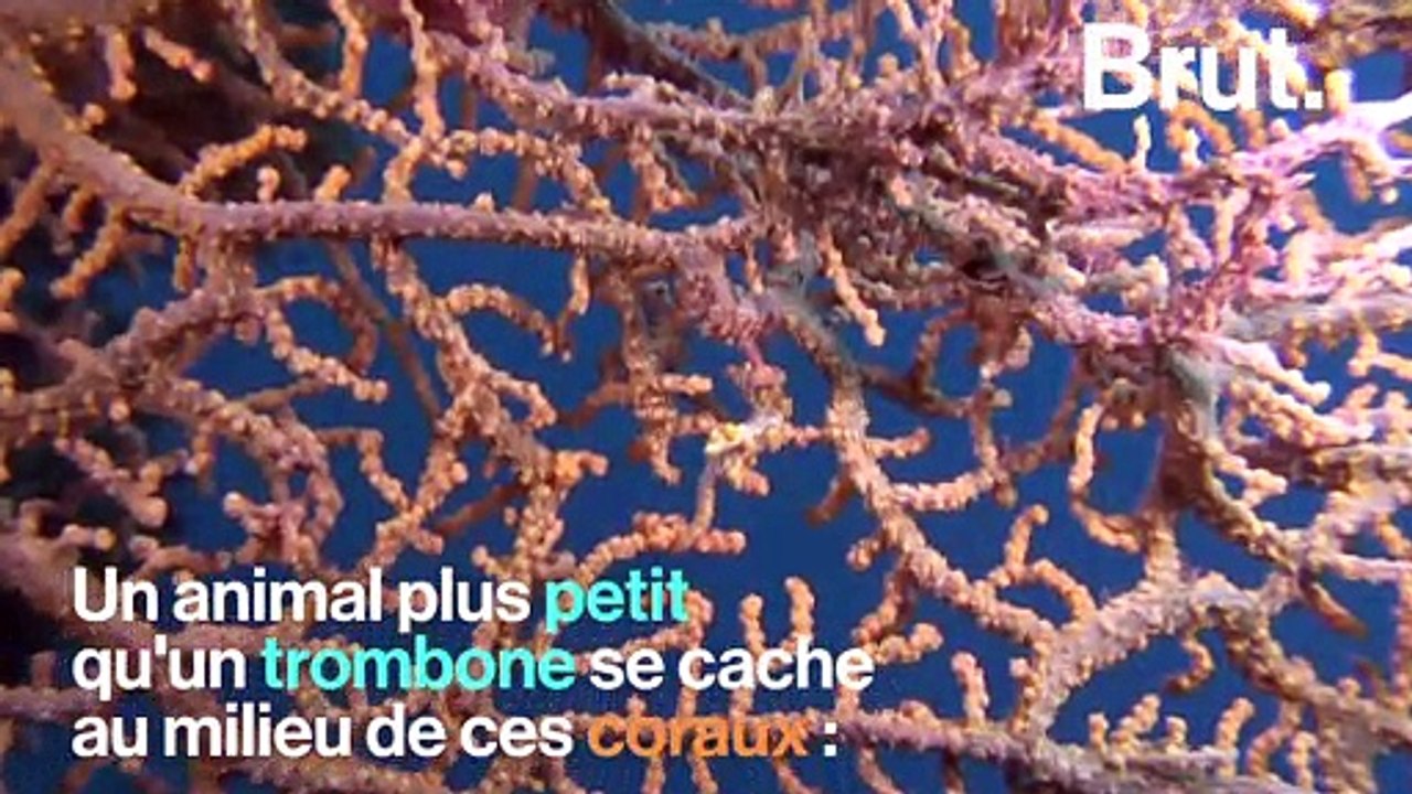 L'hippocampe pygmé, un as du camouflage
