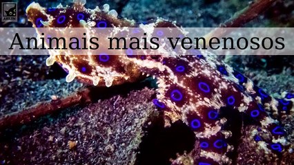 Os animais mais venenosos