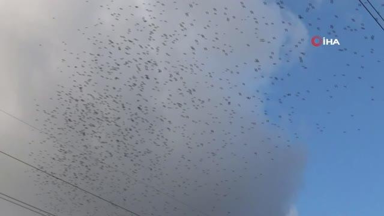 Göç zamanı başlayan leylekler görsel şölen sundu