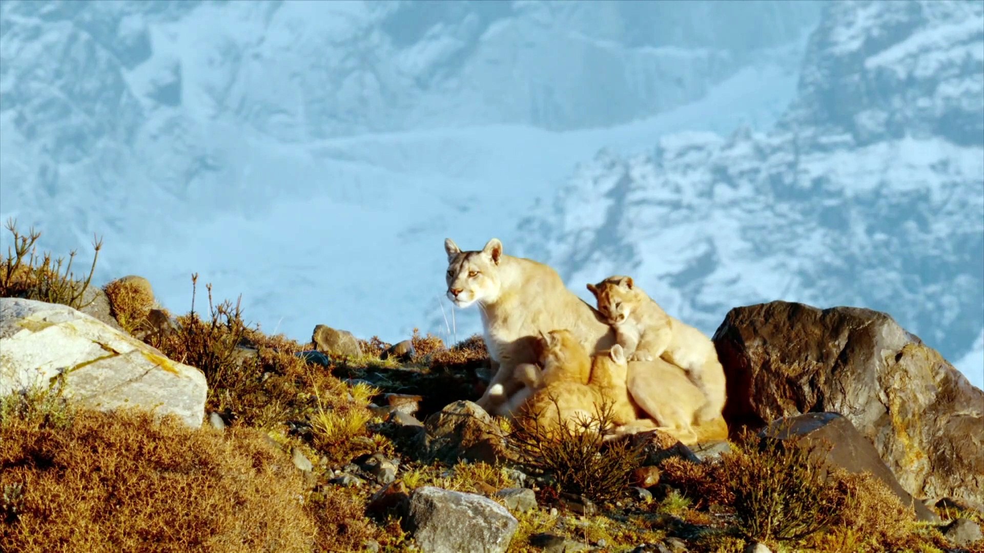 Pumas: Legends of the Ice Mountains - video Dailymotion