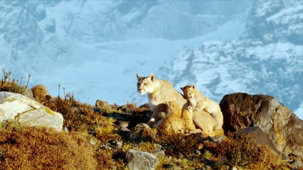 Pumas: Legends of the Ice Mountains
