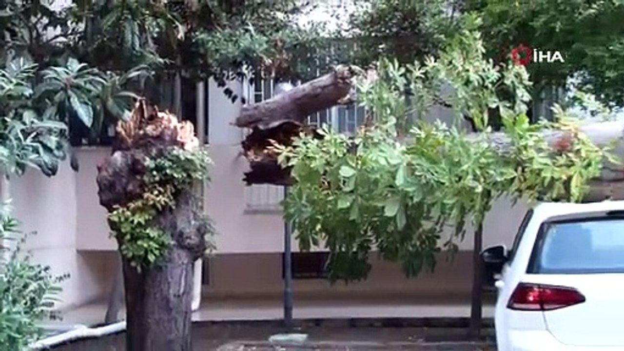 Kadıköy'de kestane ağacı park halindeki araçların üzerine devrildi