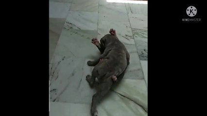 American bully puppy fight