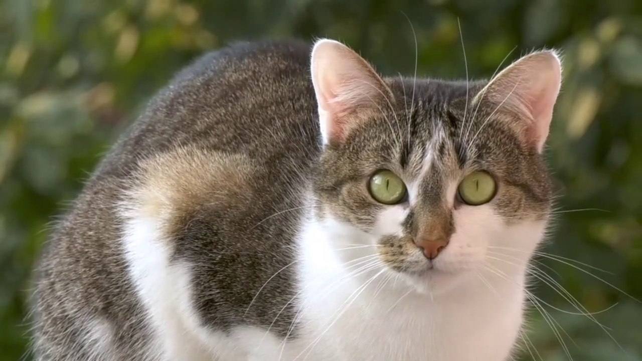 Omg ‍♂️ So cute cat  Funny video cat compilation /fails/ vines