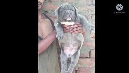 American bully puppy