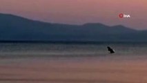Marmara Denizi'nde yunuslardan görsel şölen