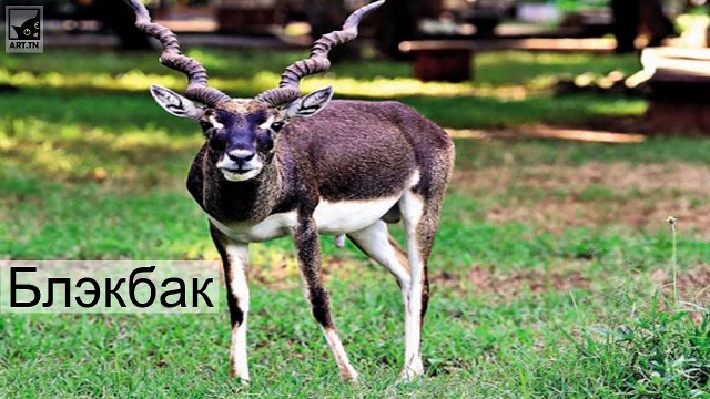 Топ-5 самых быстрых наземных животных в мире