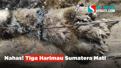 Nahas! Tiga Harimau Sumatera Mati
