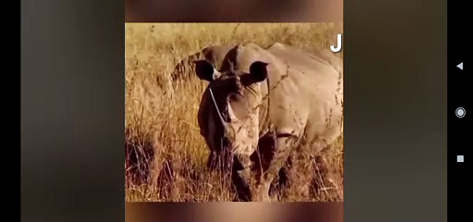 Danger Fighting Rhino