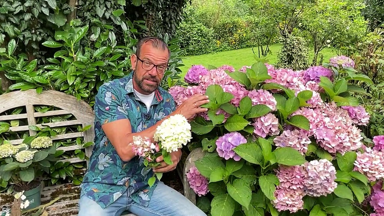 Das Jahr der Hortensien