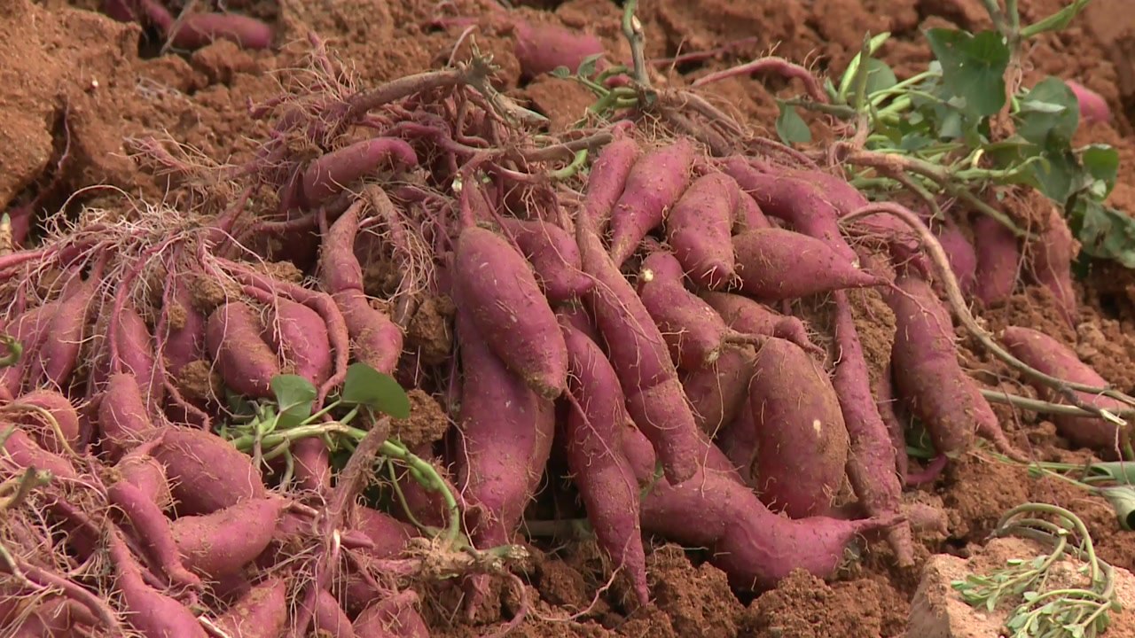 [녹색] 맛 좋고 몸에 좋은 국산 고구마...새 품종 인기 / YTN