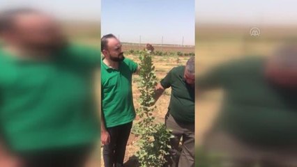 Siirt fıstığı, Irak'ta buluştuğu topraklarda yetişmeye başladı