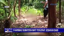 Tiga Ekor Harimau Sumatera Mati Terjerat Jebakan Babi