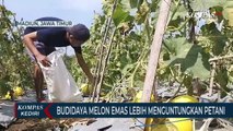 Budidaya Melon Emas Lebih Menguntungkan Bagi Petani