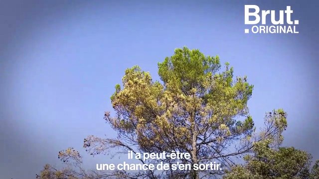 Comment la forêt se régénère après un incendie