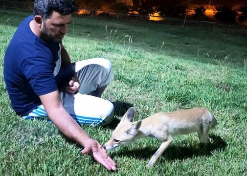 Parka gelen tilkiyi her gece elleriyle besliyor