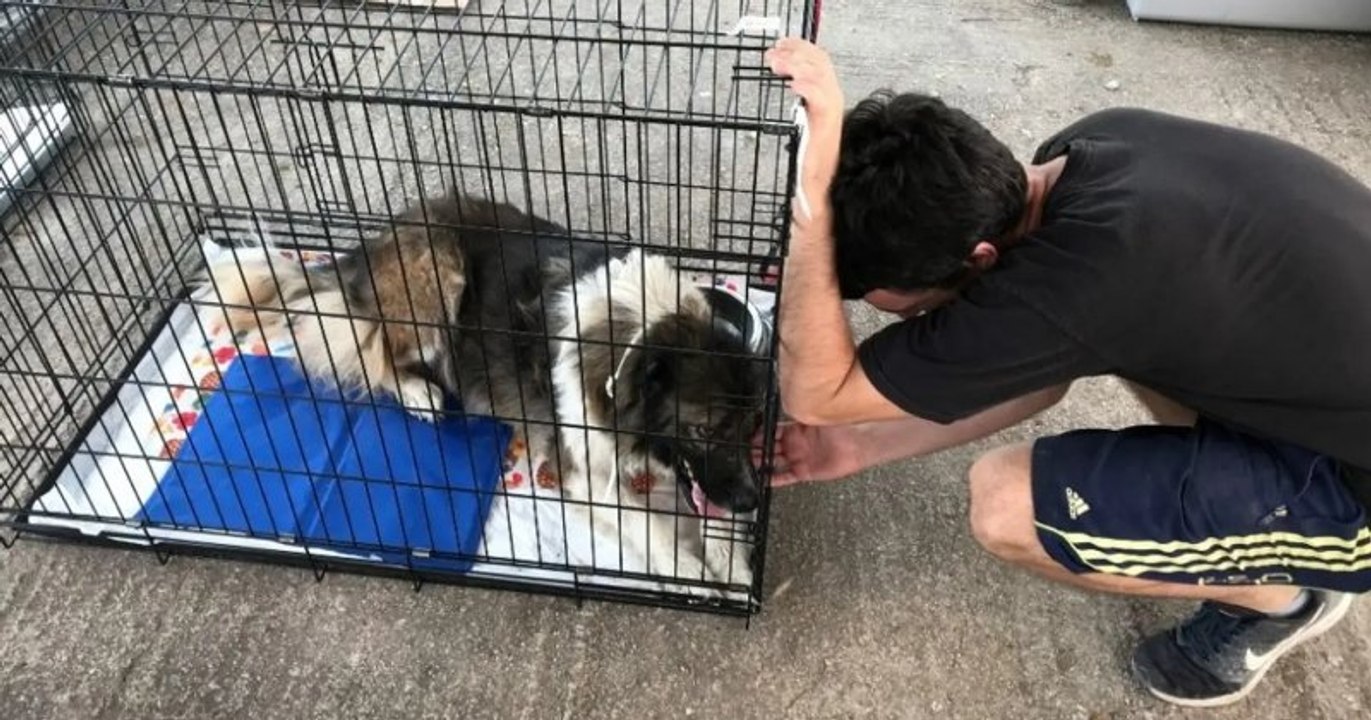 En Grèce, une trentaine de bénévoles vient en aide aux chiens et chats brûlés lors des incendies