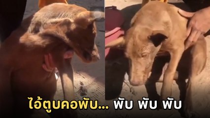 เก็บทรงไม่อยู่ ! เจ้าตูบแอบแม่ซัดสาโท สภาพหลังจากนั้น สั้น ๆ คำเดียว.. เละ !!