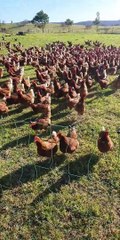 Chickens Rounded up in One Easy Step