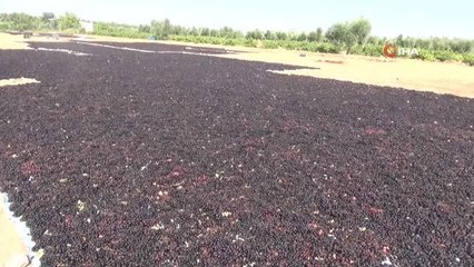 Kilis'te siyah mesai: 'Horoz karası' kurutulmaya bırakıldı