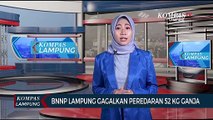 BNNP Lampung Gagalkan Peredaran 52 Kg Ganja