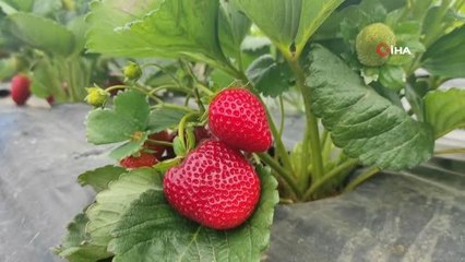 Pamukova'da çilek hasadı