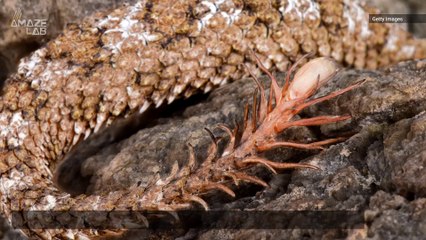 Beware of This Really Scary Snake That Has a Spider for a Tail!