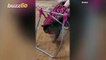 This Amazing Kitten Tries to Have Fun in a Doll Swing as His Family Laughs