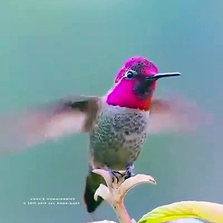 رەحمەت_لەوکەسەی_ئەم_ڤیدۆیە_بلاو_ئەکاتەوە__هەرکەس_بەهۆی_تۆوە_بینەر_بێت_خێرت_ئەگات
