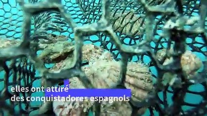 Les perliculteurs du nord du Mexique perpétuent une tradition séculaire