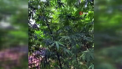 Beykoz’da tarlaya çevrilen evde 19 kilo 600 gram kenevir ele geçirildi