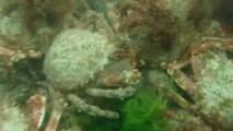 Thousands of spider crabs mass off Cornish coast in rare natural phenomenon