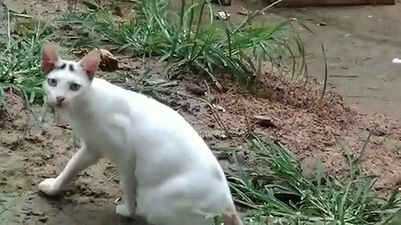 A amazing cut cat