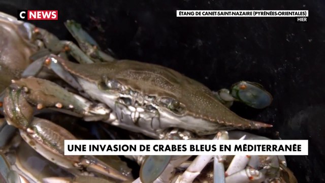 Le crabe bleu envahit les eaux du littoral en Méditerranée